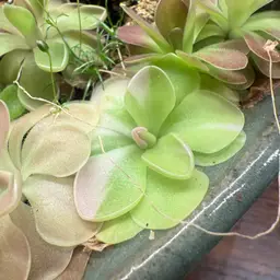 Sport Variegated Pinguicula Sethos