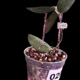 200 Hoya Sigiliatis Silver