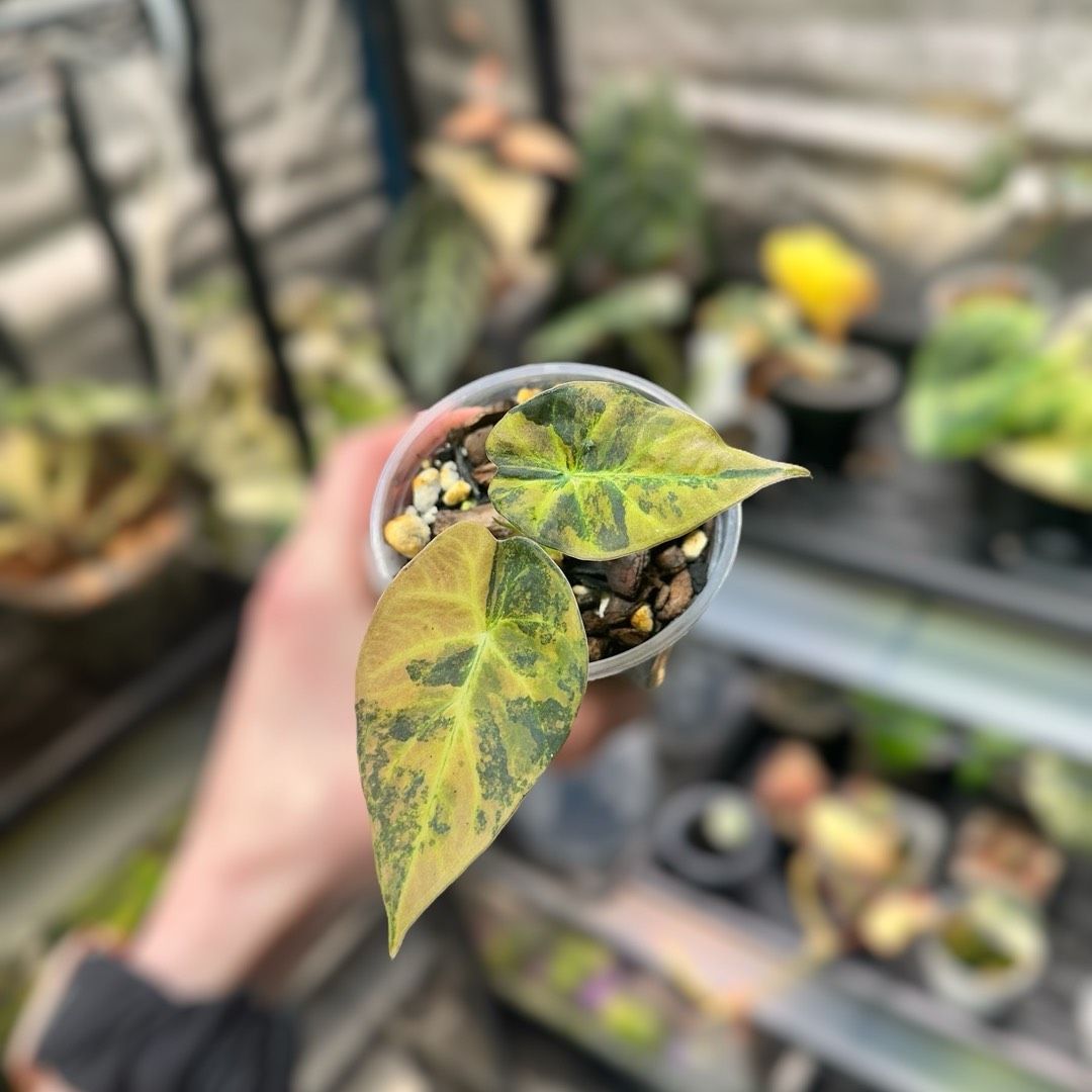 Alocasia Regal Shield Aurea Variegated