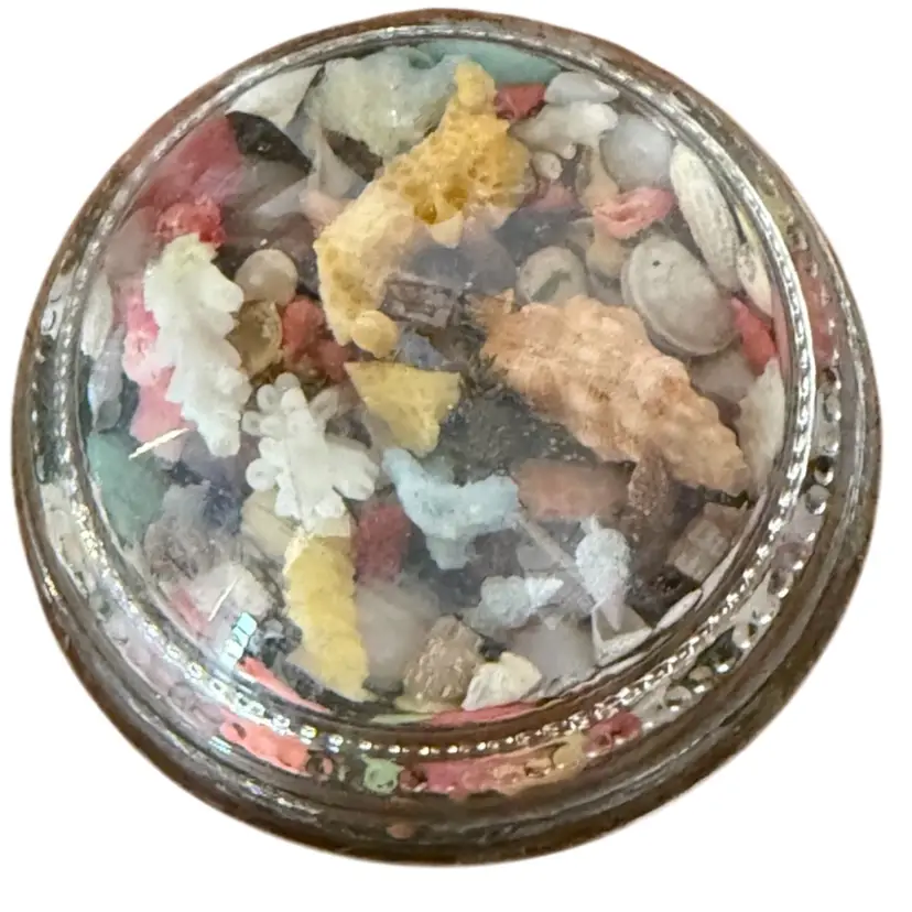 Old Seashell Paperweight 1960s