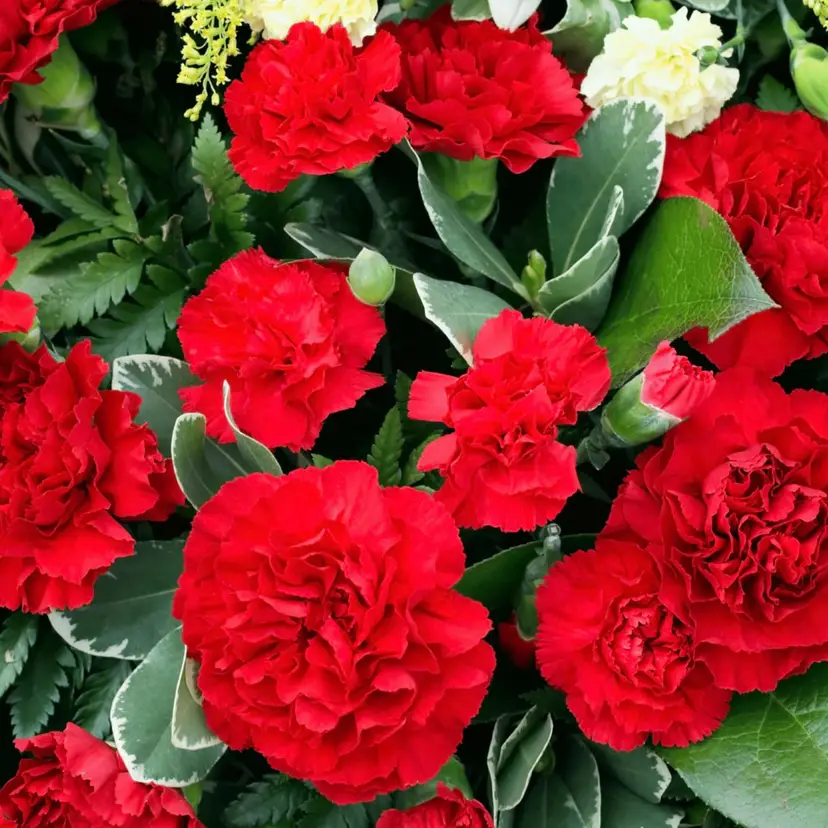 Etincellant Carnation flower seeds