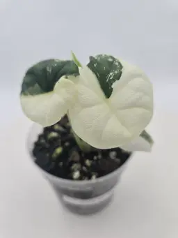 #01 (1 Unit) Alocasia Melo Albo Tissue Cultures