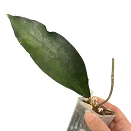 29. Clemensiorum EPC446