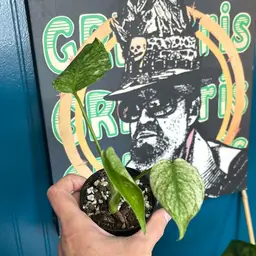 Monstera White Monster