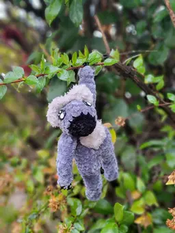 "Hows it hangin" Koala bear