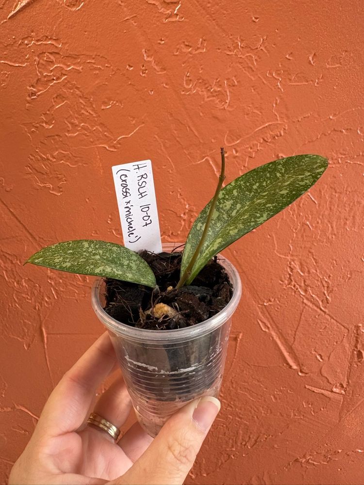 3004 Hoya RSLH 10-07 (H crassiepetiolata x ‘Michele’)