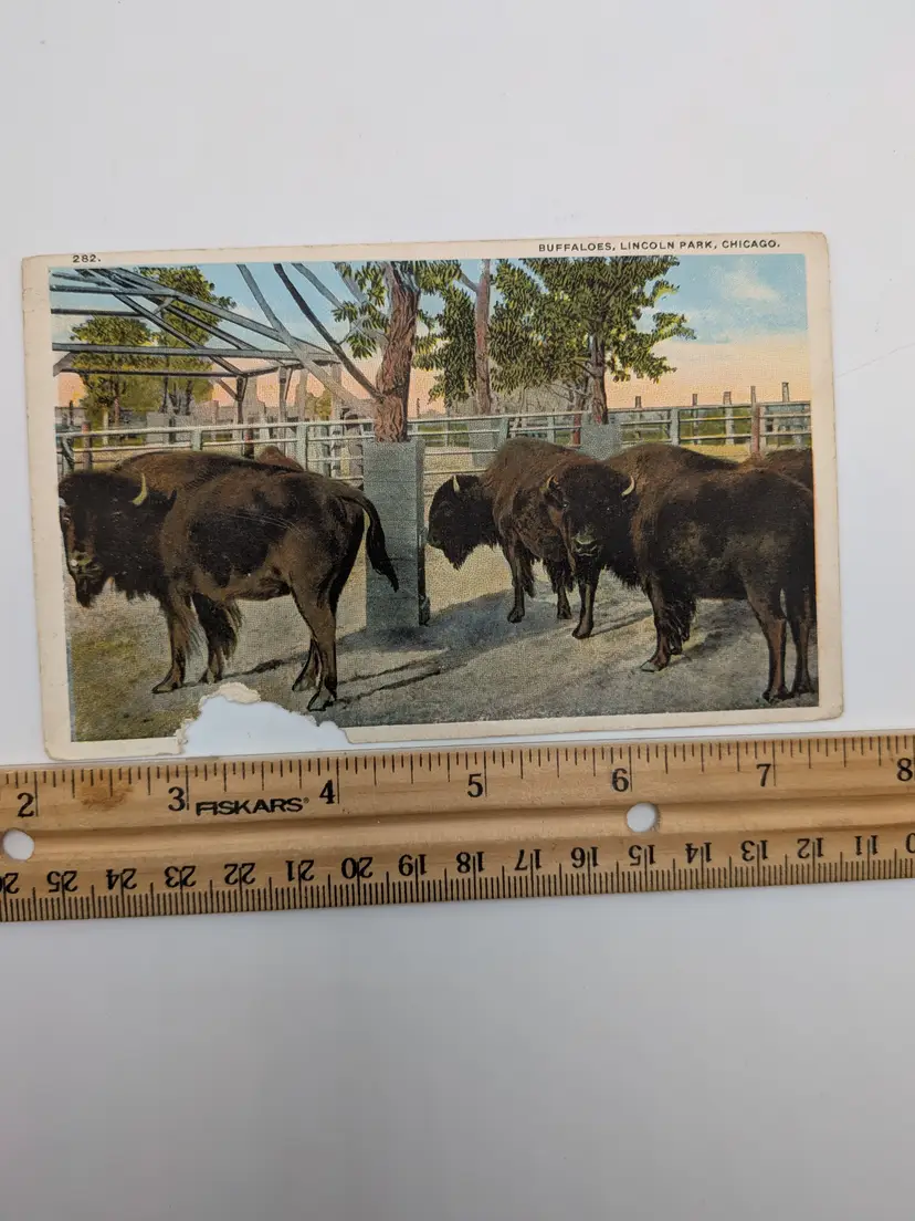 E87. Max Rigot Selling Co Antique Postcard 1914 Buffaloes Lincoln Park Zoo Chicago Illinois IL