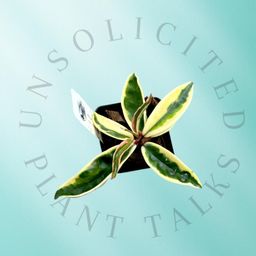 PS0759 - Hoya Carnosa 'Suzie Q'