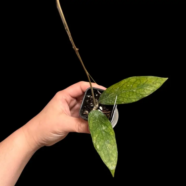 Hoya sp. Sumatra (long leaf)
