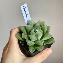 haworthia cooperi
