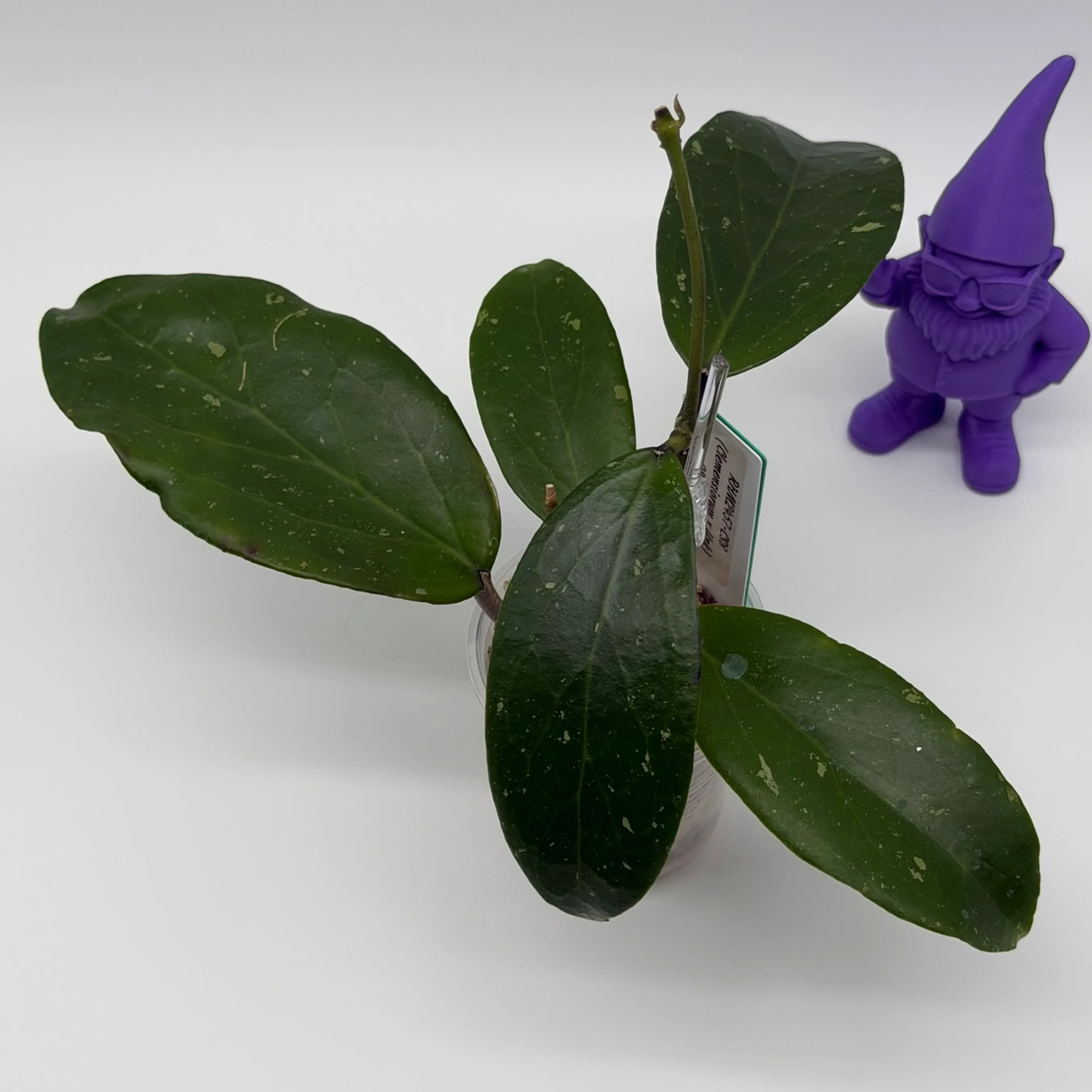 Image 2 of 6