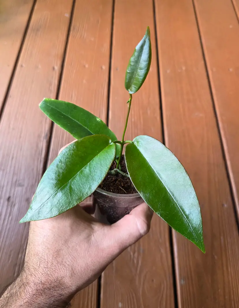 Hoya Onychoides DA-03