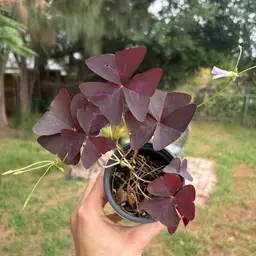 Oxalis Triangularis (Purple Shamrock)