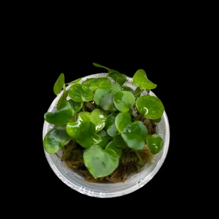 Anthurium MG-09 Seedling (Grower’s Choice)