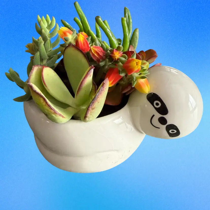 Succulent Sloth Planter