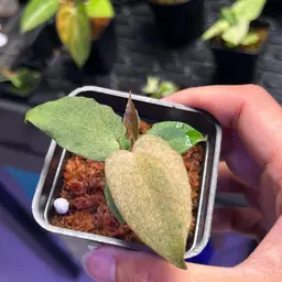 Anthurium Pink Glitter 5280