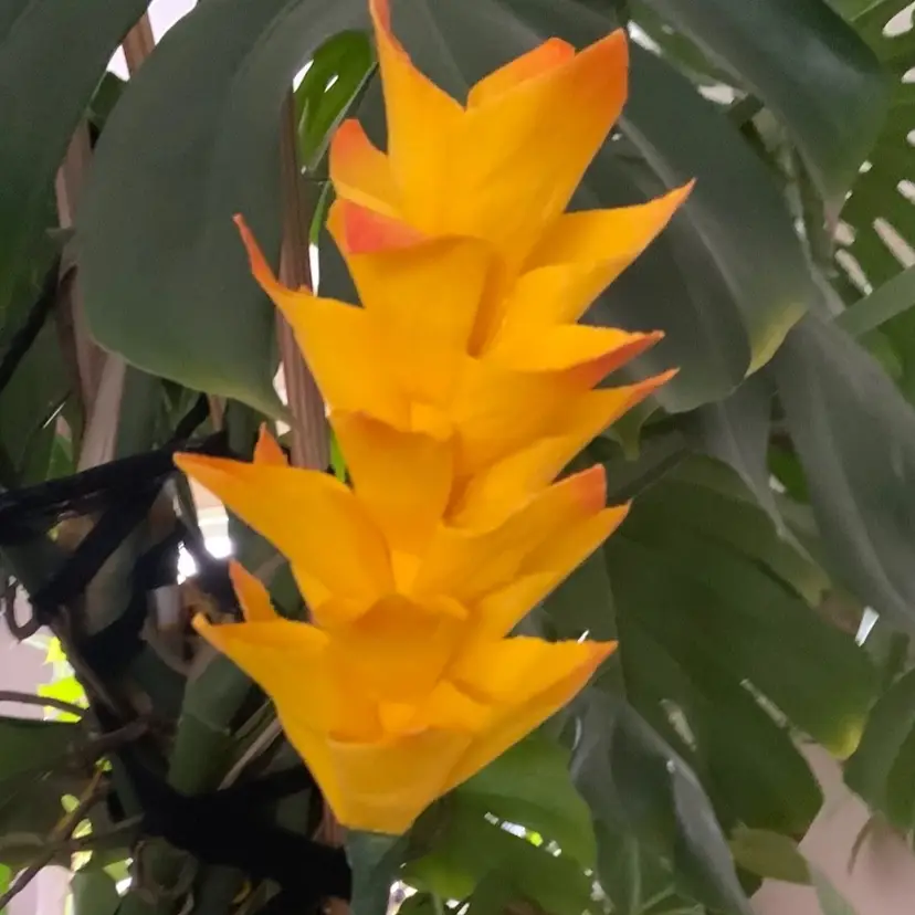 Handcrafted Yellow  Crepe Paper Flowers Super UV Reactive Made By Me Blossom Is 7” Long By 4” Diameter