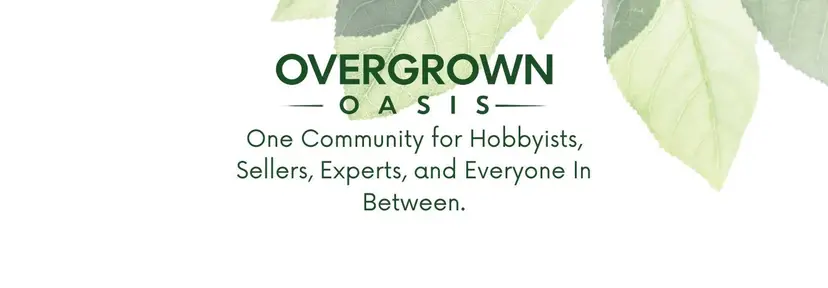 Livestream thumbnail