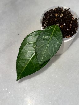 Hoya sp. Sumatra - 3 inch
