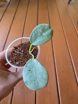 Hoya Chiang Dao Silver