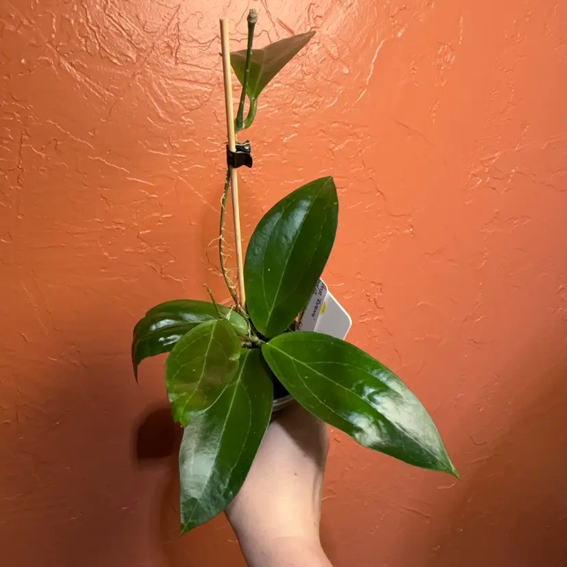16 Hoya ‘Roxanne’ RTX-01 (elliptica x cinnamomifolia)