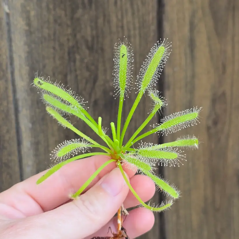 Drosera capensis 'Albino'