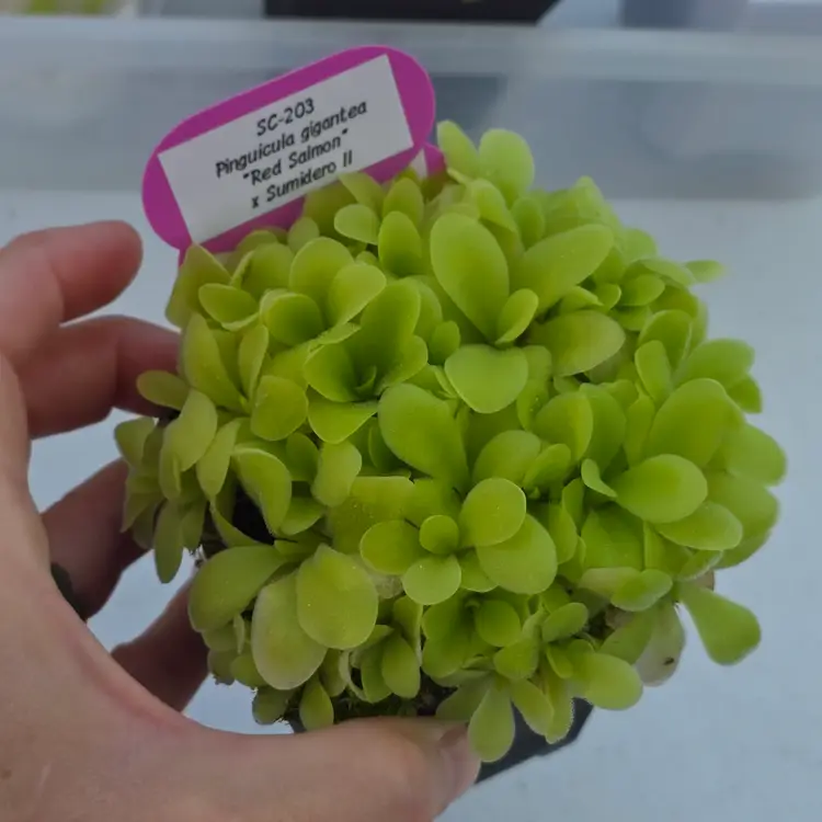 SC-203 Pinguicula gigantea "Red Salmon x sumidero II