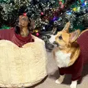 luckychasenoel_susan