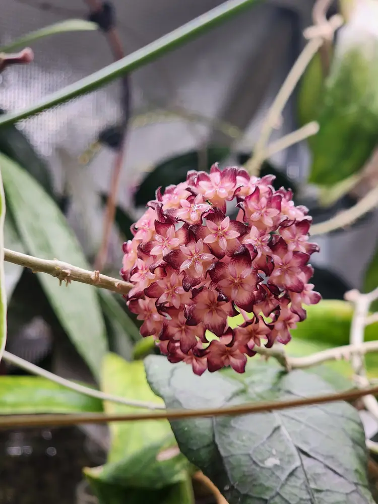 Prop Box Confessions X