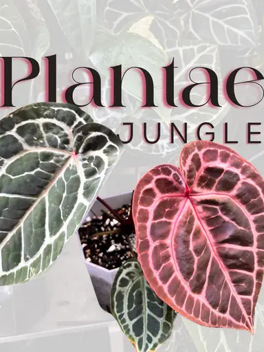 Late Chores From The New Place 