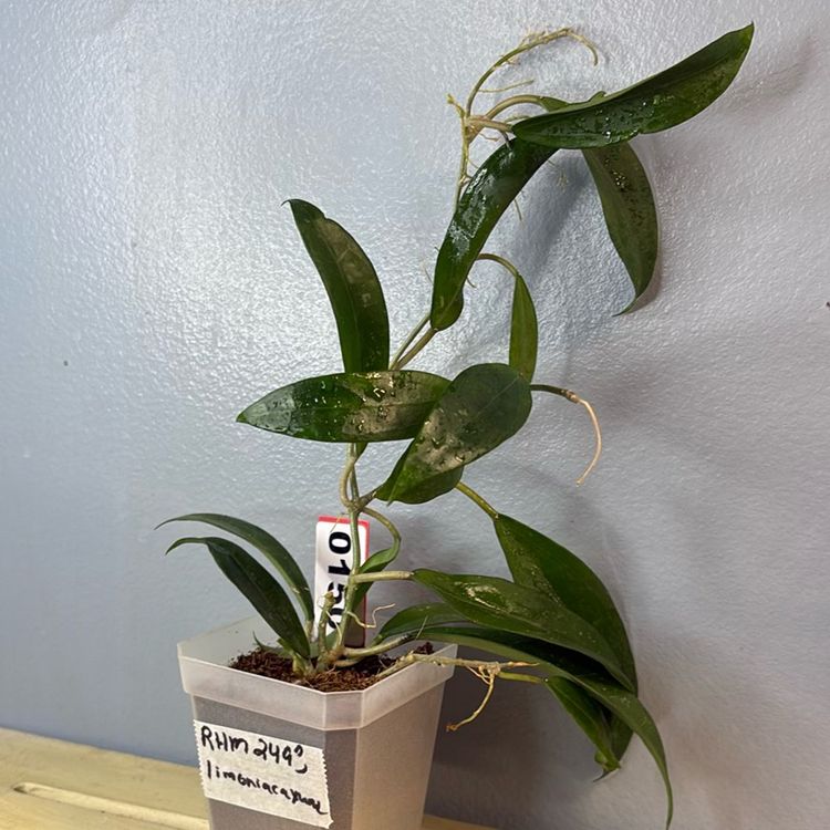150 RHM 2493 limoniacax unk