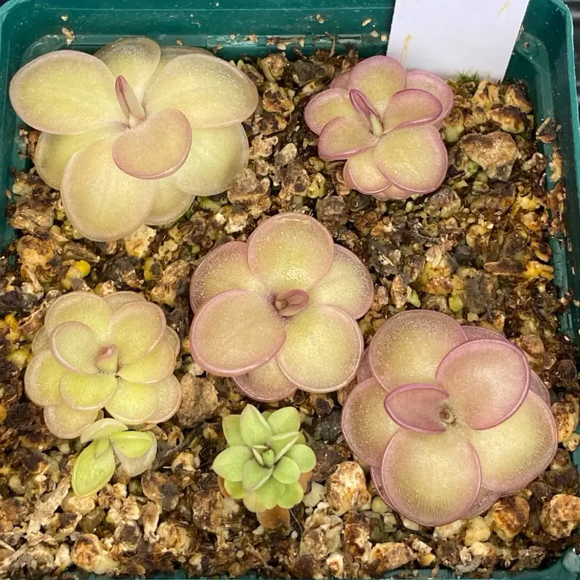Seed-grown Pinguicula giveaway!