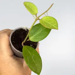 Hoya WRX 20-100 'Little Pachyclada'
A cross between Hoya subquintuplinervis and Hoya
'Patricia'