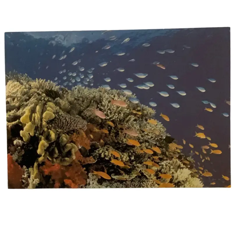 Vintage South Pacific coral Reef Greeting Card From The Nature Conservancy 6.25” By 4.5”