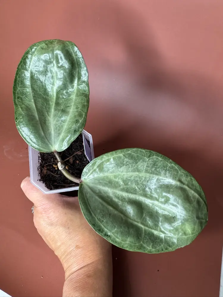 #3624 Latifolia silver