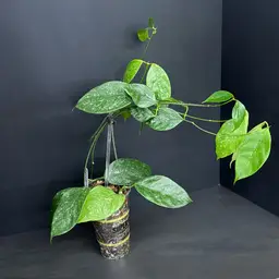 Hoya Coriacea (splash)