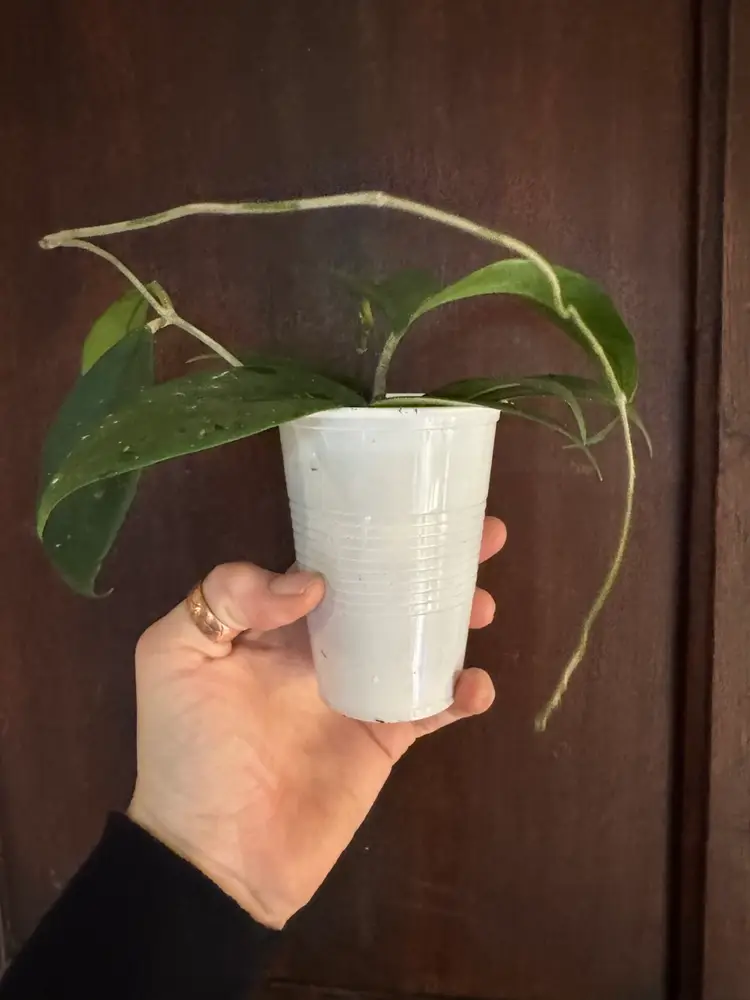 Pubicalyx X Fungii hybrid