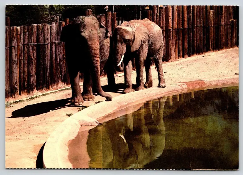 Postcard Elephant Reid Park Zoo Tucson Arizona Elephas maximus Loxodonta