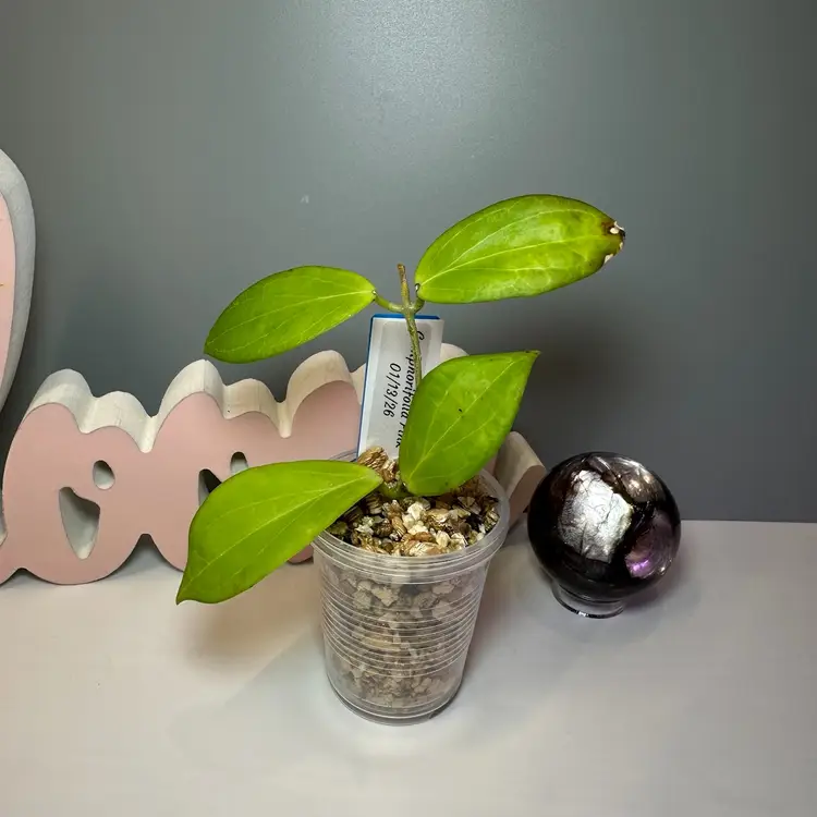 B31 Camphorifolia Pink