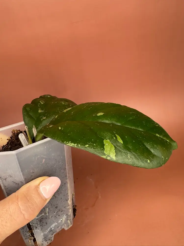 Hoya Leoensis (fuscomarginata x Viola)