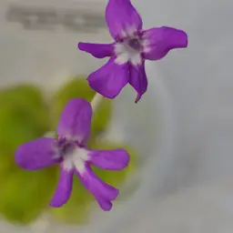 Pinguicula moranensis (Molango)