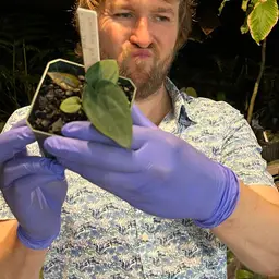 Dressleri RA X Dressleri JV