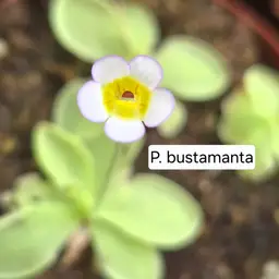 SEEDS Pinguicula bustamanta