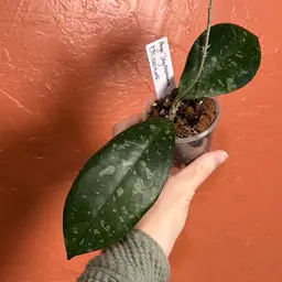3074 Hoya ‘Jay MoMoana’ (EPC 1001 x unk)