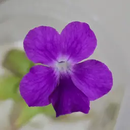 Pinguicula moranensis {Vera Paz form, Guatemala}