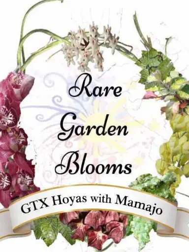 GTX Hoyas -What Do You Have?