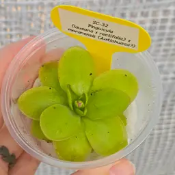 SC-32 Pinguicula (laueana x rectifolia) x moranensis (Juxtlahuaca?)