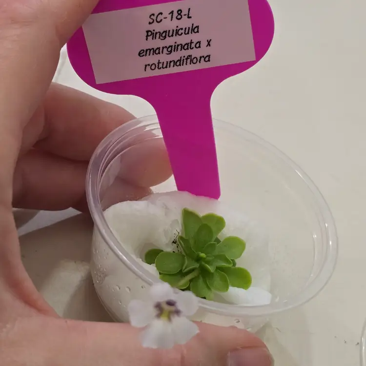 SC-18-L Pinguicula emarginata x rotundiflora
