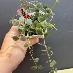 289 Hoya curtisii silver