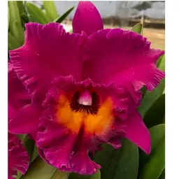 Blc. Hawaiian Ruby 'Paradise' - 2.5” Pot